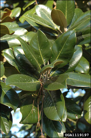 Foliage of Southern magnolia