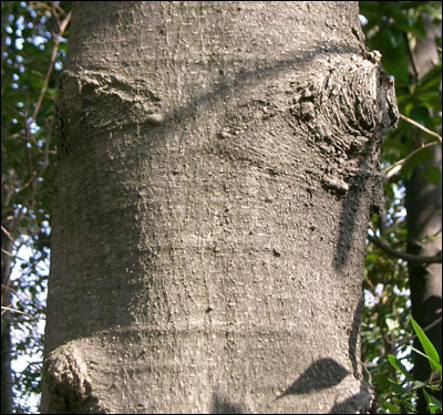 Bark of Southern magnolia tree trunk