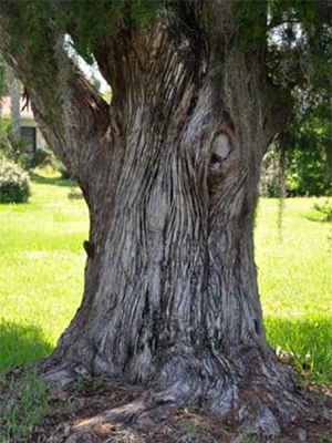 Trunk and bark of southern red cedar