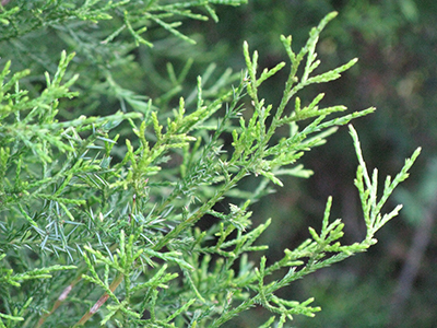 Foliage of mature southern red cedar