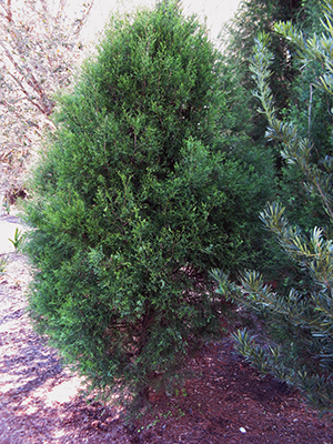 Small southern red cedar