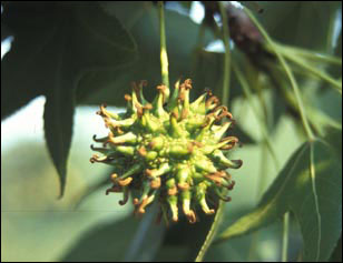 Sweet gum young fruit