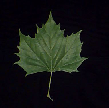 Sycamore leaf