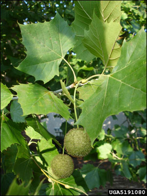 Sycamore foliage and fruit