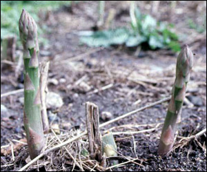 Asparagus spears growing