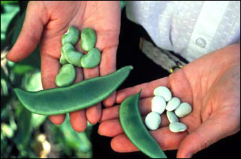 Edible seeds of lima bean