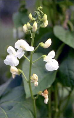 Lima bean flower