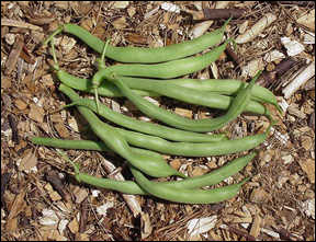 Edible pods of snap beans