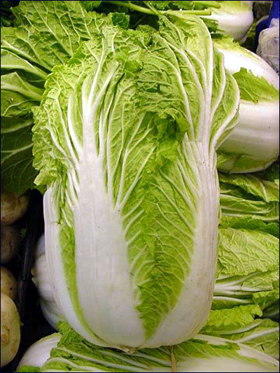 Chinese cabbage edible head