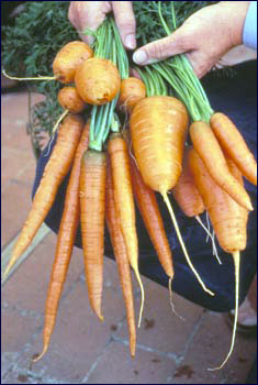 Edible roots of carrots