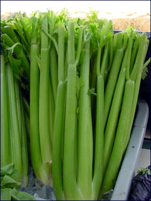 Edible stalks of celery