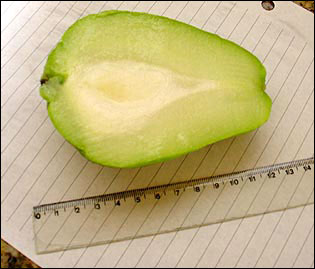 Fruit of chayote cut in half