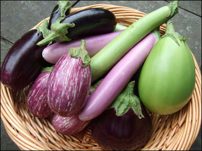 Varieties of eggplant