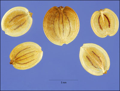 Seeds of parsnip