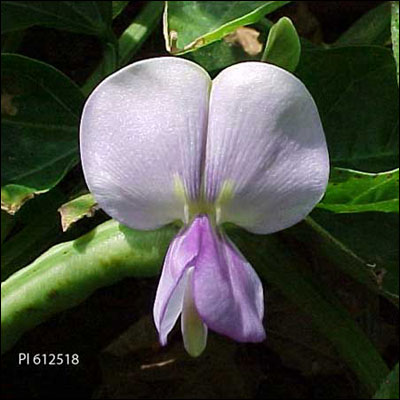 Flower of Southern pea