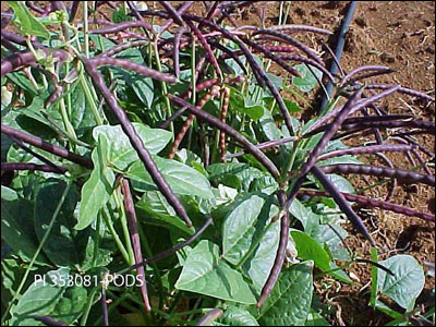 Southern pea plant