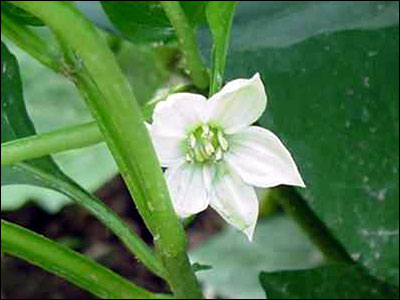 Pepper flower
