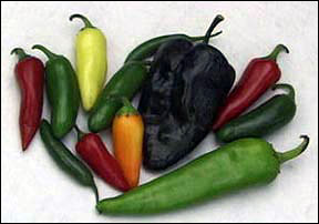 Chiles or hot peppers