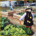 Raised bed gardens at Oakcrest with scarecrow