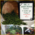 Green beans from Pine Crest garden
