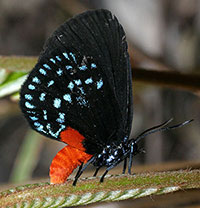 Atala butterfly