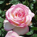 Delmonico rose
