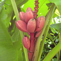Pink velvet banana at Kanapaha Botanical Garden