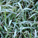 Turf grass covered in frost