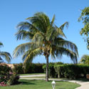 Palm tree in home landscape
