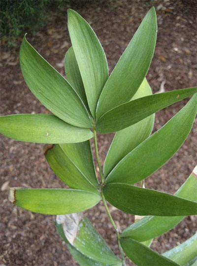 Bamboo cycad, Ceratozamia hildae