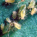 magnified view of transluscent aphids
