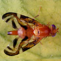 Female Caribbean fruit fly