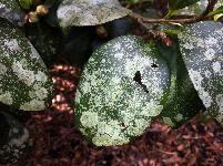 Green camellia leaf covered with light splotches