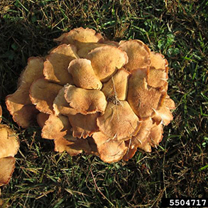 a cluster of tan or honey-colored mushrooms in a lawn