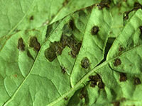 Bacterial spot on pepper leaf