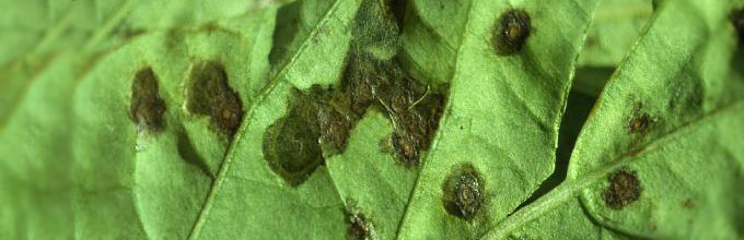 Bacterial leaf spot on pepper leaf