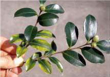 hand holding two camellia twigs where some leaves are light green on the edges