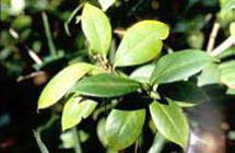 Light green camellia leaves