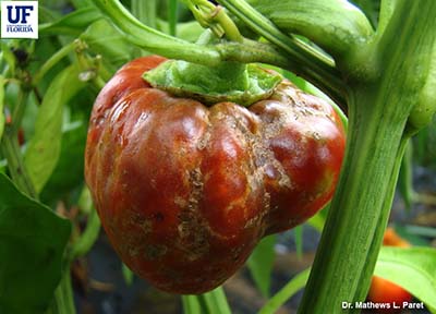 A lumpy, scarred red bell pepper