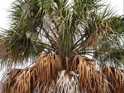 A sabal palm affected by Texas Phoenix palm decline