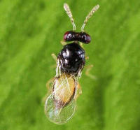 Top close view of a tiny wasp with clear wings on a green background