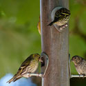 A birdfeeder