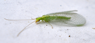 Green flying insect with lacy see-through wings and long antennae