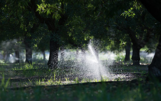 An irrigation sprayer watering in a shady grove of trees