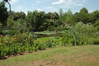 Rain Gardens - Gardening Solutions - University of Florida, Institute of  Food and Agricultural Sciences