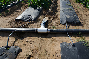 A field with black plastic covered rows, with a pipe running in between them with little drip tubes running from the pipe to the rows