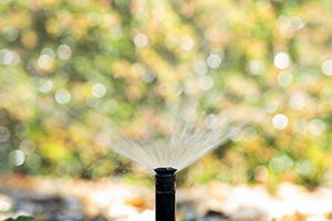 Close view of a small pop-up sprinkler head spraying water