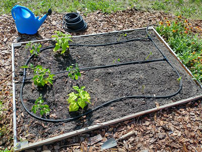 A small raised bed with a few new plant and carefully laid out irrigation hoses around them