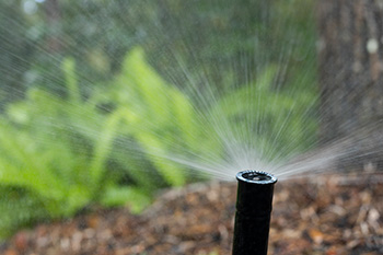 A close view of a popup sprinkler head spraying water