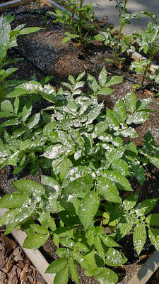 Green leafy plant covered in a white dust